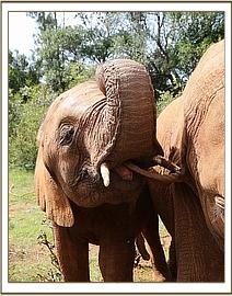 Arruba and Suswa being affectionate