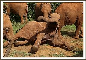 Arruba dust bathing with the older orphans