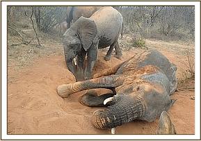 Ololoo and Lualeni playing in the soil