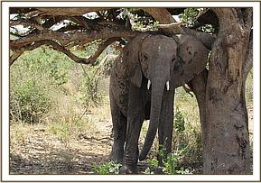 Orwa scratching and relaxing