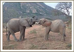Zurura briefly playing with Orwa