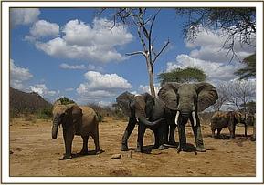 Lualeni sniffs at Half Trunk