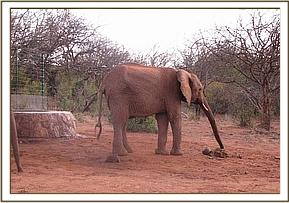 Yatta sniffs the dung of a wild bull