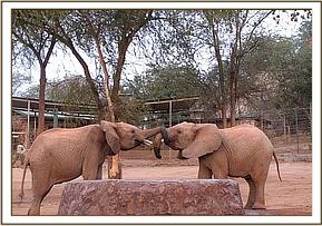 Taita & Kora have a pushing match at the stockade