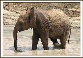 Lualeni in the water at the mudwallow