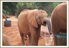 Arruba drinking water