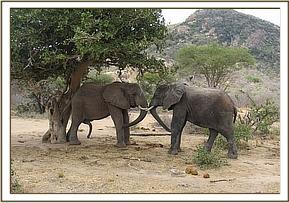 Napasha and Buchuma in a strength testing game