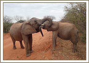 Nasalot and Narok greet each other