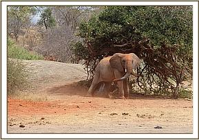 Taita scratching