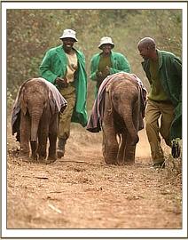 Lempaute & Lesanju playing with thier keepers