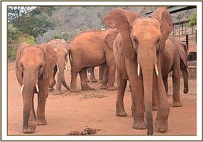 Mbirikani and Lesanju leading the way