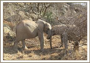Orwa playing with Teleki