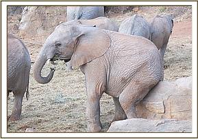 Orwa scratching