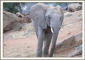 Madiba