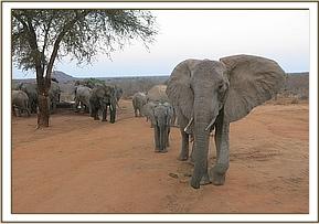 Mulika and Mwende