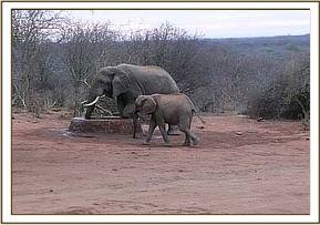 Nasalot & Rafiki at the water trough