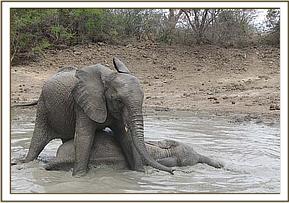 Sunyei scratching on Madiba
