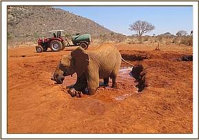 Sinya enjoys a mudbath