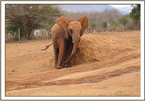 Lesanju having a scratch at the stockade