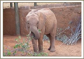 Sinya feeding on Grewia branches