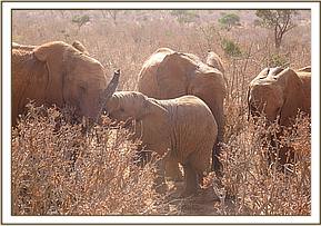 Lesanju left wild calf and Siria