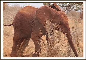 Lempaute scratching
