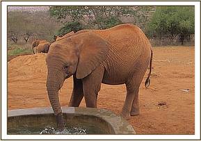 Sinya at the stockade water trough