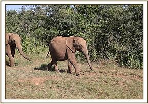 Ambo follows Kiasa and Ndiwa to mud-bath