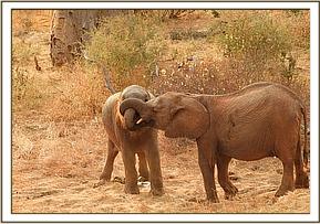 Namalok plays with Dupotto