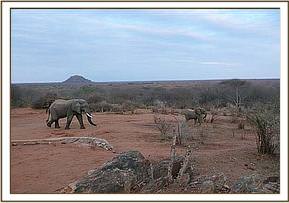 Rafiki separates Yatta from the rest of the group