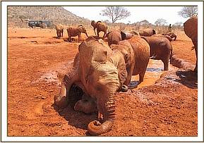 Sinya enjoying the mudbath