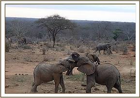 Orwa plays with Ithumbah
