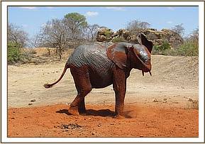 Orwa soil dusting in peace on a hot day