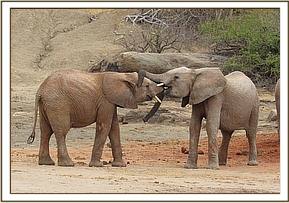 Orwa plays with Turkwel