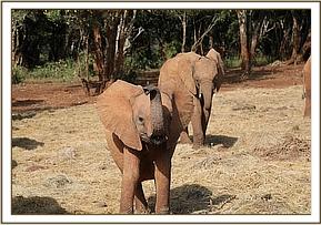 Maisha sniffs the air