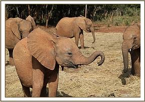 Maisha can sniff the milk bottles