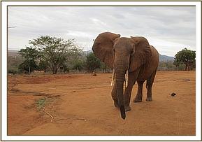 Tsavo arriving at the stockade
