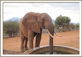 Tsavo having a drink