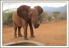Tsavo