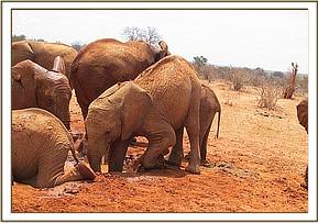 Lesanju entering the mudbath