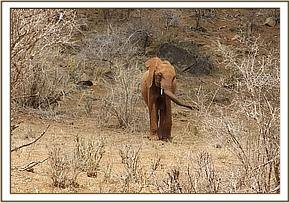Lesanju walking down the hill