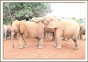 Arruba and Jasiri
