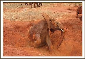 Sinya dustbathing