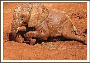 Sinya enjoying a mudbath