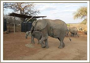 Mulika an Mwende enjoying their cubes