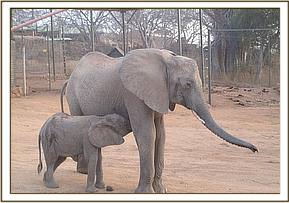 Mulika and Mwende