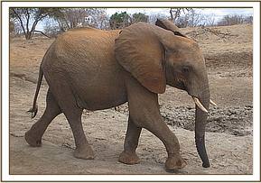 Madiba