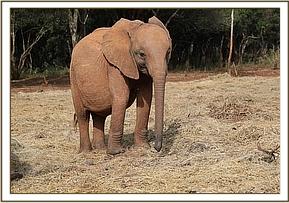 Maisha waiting patiently for her milk bottle