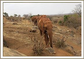 Sinya leading the way