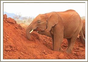 Lesanju playing on the dustbath